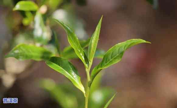 秘境普洱茶是哪个山头的，揭秘普洱茶的起源：秘境普洱茶来自哪个山头？