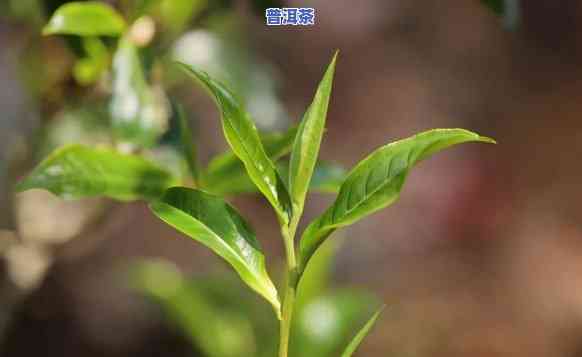 秘境普洱茶是哪个山头的，揭秘普洱茶中的珍品：秘境山头出品的茶叶究竟有何特别之处？