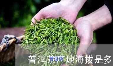 普洱茶主产区平均海拔多少米，揭秘普洱茶的生长环境：主产区平均海拔解析