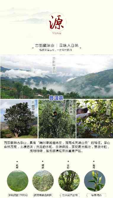 小微普洱茶宣传-小普洱茶推荐