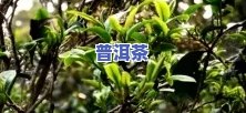 普洱茶区三大贡茶是哪三种-普洱茶区三大贡茶是哪三种茶