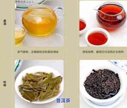 普洱茶：是黑茶吗？探讨其分类归属