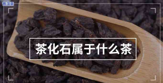 茶化石是普洱茶吗，探讨普洱茶的品种：茶化石是不是属于普洱茶？