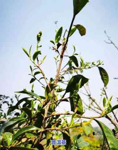 无量山古树茶价格，揭秘无量山古树茶价格，品味珍稀茗茶的不凡价值！