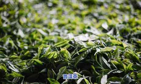 普洱春茶与秋茶,哪种更好喝，口感对决：普洱春茶与秋茶，谁更胜一筹？