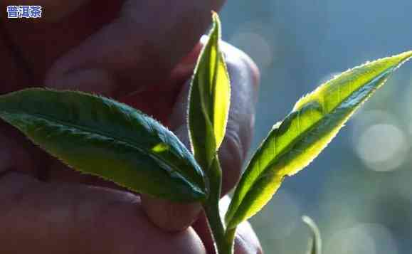 普洱茶春茶与秋茶怎样区分？全面解析二者的区别