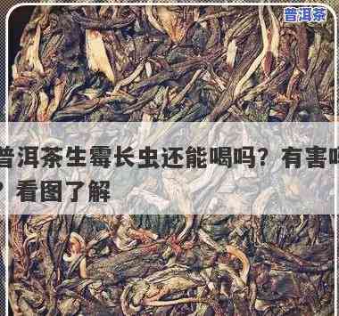 普洱茶长虫了还能喝吗，普洱茶出现虫害，是不是还能饮用？