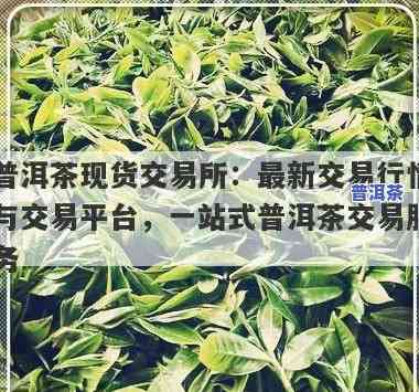 广州普洱茶交易平台，探索广州普洱茶交易平台：您的茶叶买卖首选