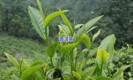 勐库普洱茶饼正确冲泡方法图片全解及价格一览