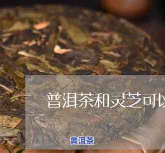 熟普洱茶和灵芝可以一起泡吗-熟普洱茶和灵芝可以一起泡吗功效