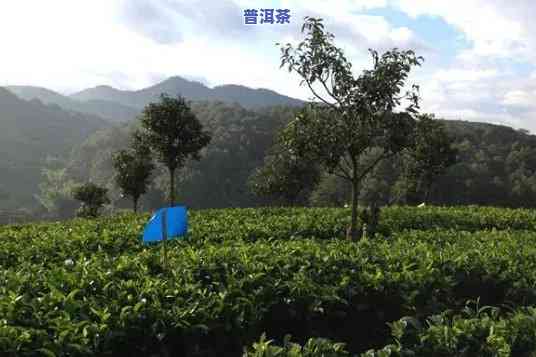 贵港普洱茶招商引资-贵港普洱茶招商引资项目