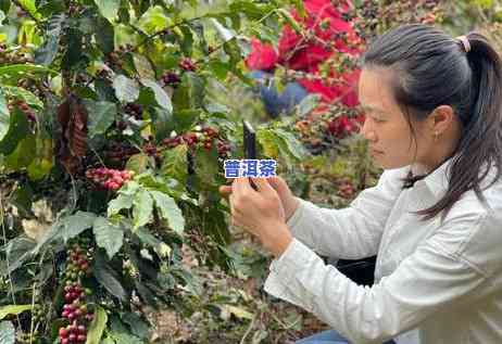 普洱茶采摘标准是什么，探究普洱茶的采摘标准