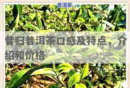 昔归普洱茶辨别口诀-昔归普洱茶的特点