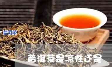 普洱茶是凉性茶吗，普洱茶：属于凉性还是温性？