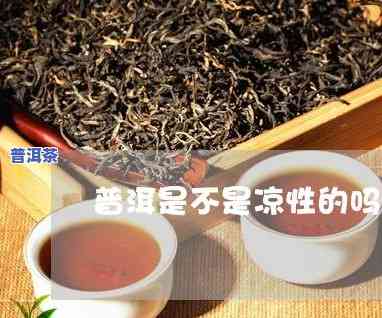 普洱茶是凉性茶吗？起因解析