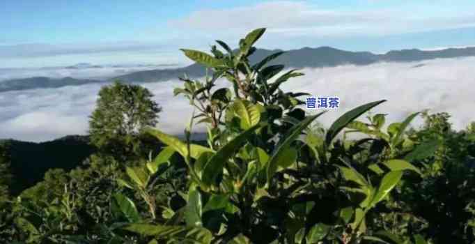 云南更大的普洱茶基地在哪里啊，揭秘云南更大普洱茶基地所在地