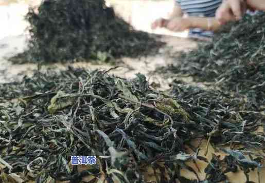 西双版纳曼撒茶叶，探索云南风情：西双版纳曼撒茶叶的茶叶之旅