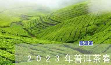 2023年普洱茶采摘时间表-2023年普洱茶采摘时间表格