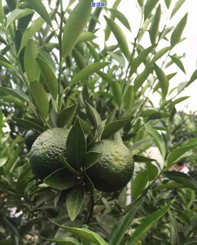 普洱茶压饼多少一饼加工费？详解制作成本与市场价格