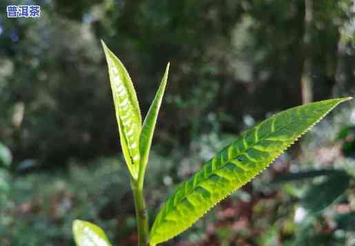 普洱茶牙尖属于什么茶，探秘茶叶世界：熟悉普洱茶牙尖的分类与特点