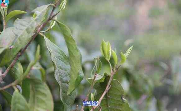 勐宋山普洱茶特点是什么样的-勐宋山普洱茶特点是什么样的呢