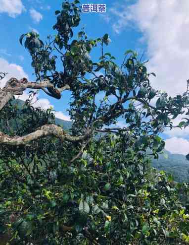 白石岩普洱茶是哪个寨子产茶的，探寻白石岩普洱茶的产地：揭秘哪个寨子产出的茶叶最正宗？