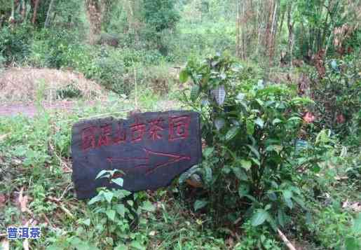 白石岩普洱茶是哪个寨子产茶的，探寻白石岩普洱茶的产地：揭秘哪个寨子产出的茶叶最正宗？