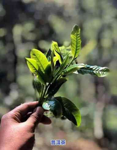 白石岩普洱茶是哪个寨子产茶的，探寻白石岩普洱茶的产地：揭秘哪个寨子产出的茶叶最正宗？