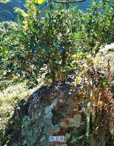 白石岩普洱茶是哪个寨子产茶的，探寻白石岩普洱茶的产地：揭秘哪个寨子产出的茶叶最正宗？