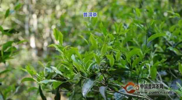 白石岩普洱茶是哪个寨子产茶的，探寻白石岩普洱茶的产地：揭秘哪个寨子产出的茶叶最正宗？