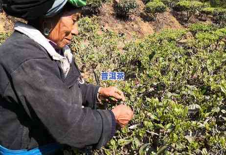 普洱茶哪里产的好?-普洱茶哪里产的好