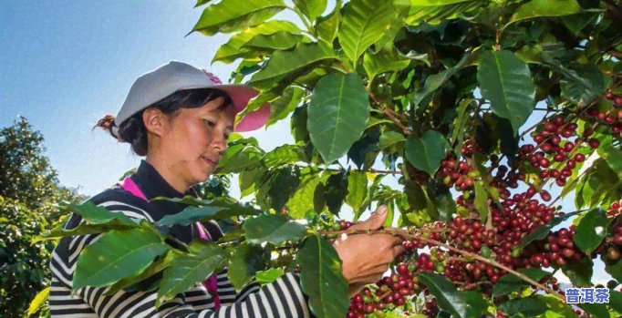 贵州普洱茶期货骗局：揭秘与曝光