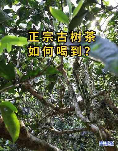 哪里可以买到正宗古树普洱茶叶，寻找正宗古树普洱茶叶？这里有购买推荐！