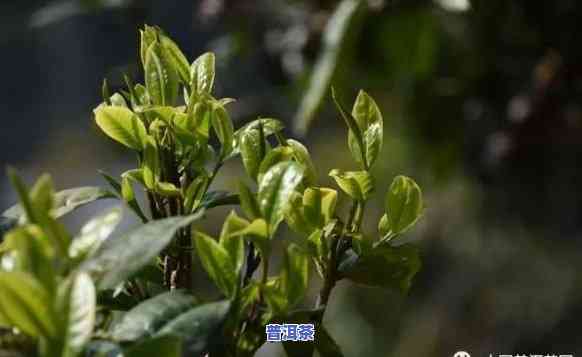 普洱茶一年采几次茶，探秘普洱茶采摘：一年中茶叶被采摘的次数