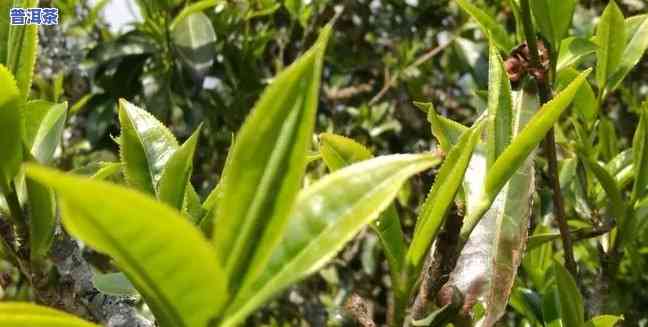 普洱茶一年采几次茶，探秘普洱茶采摘：一年中茶叶被采摘的次数