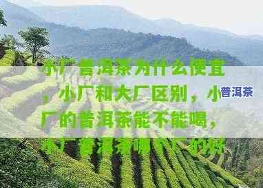 小茶厂普洱茶与大茶厂的品质比较及收藏价值探讨