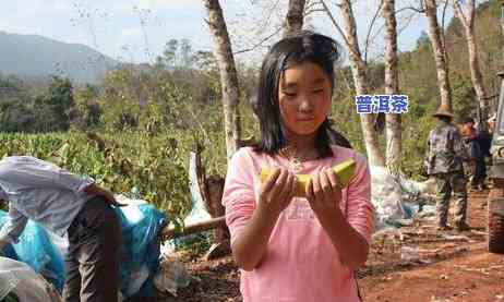 普洱茶饼太硬？解决办法在这里！