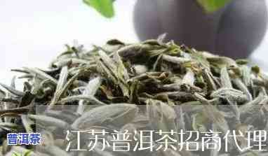 江苏普洱茶招商代理-普洱茶代理