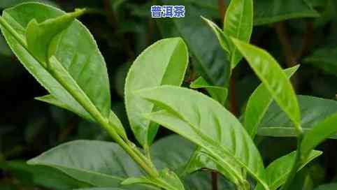 云南大叶种茶是普洱茶吗图片欣赏，揭秘普洱茶：探寻云南大叶种茶的魅力与特点