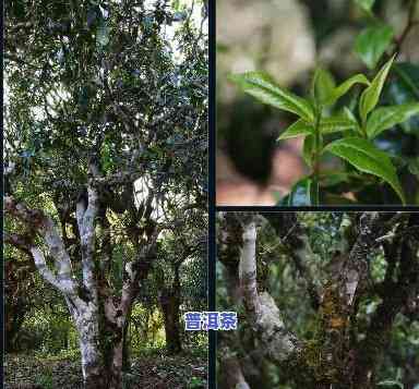 云南大叶种茶是不是普洱茶，探讨云南大叶种茶与普洱茶的关系：它们是不是相同？