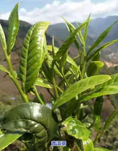 云南大叶种茶是不是普洱茶，探讨云南大叶种茶与普洱茶的关系：它们是不是相同？