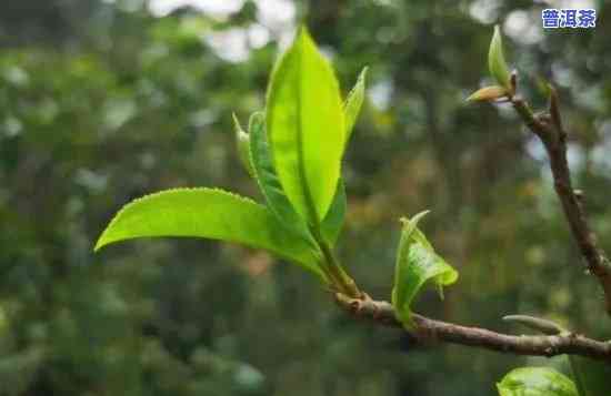 云南大叶种茶是不是普洱茶，探讨云南大叶种茶与普洱茶的关系：它们是不是相同？