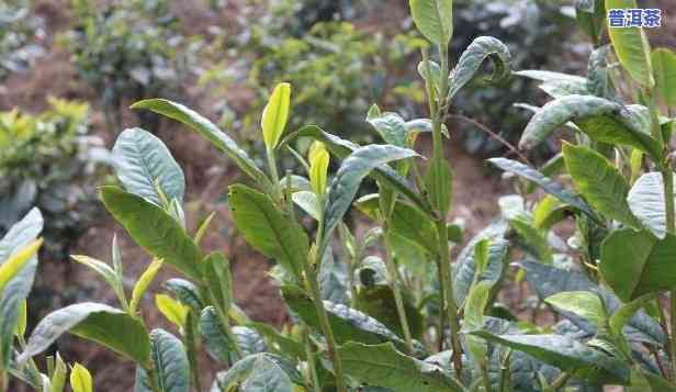 云南大叶种茶是普洱茶吗图片-云南大叶种茶是普洱茶吗图片大全