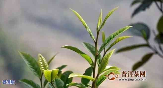 弯弓普洱茶多少钱一公斤，弯弓普洱茶价格：每公斤多少钱？