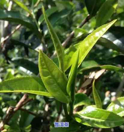 弯弓普洱茶2022年价格表-弯弓普洱茶多少钱