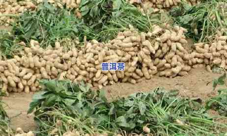 东营普洱茶饼代理商-山东普洱茶市场怎样?