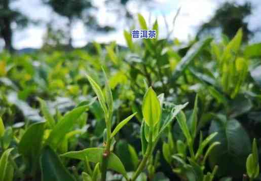 知名的普洱茶排行榜最新，揭秘热门普洱茶：最新排行榜出炉！