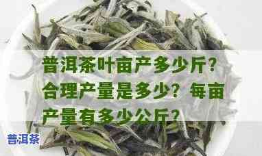 普洱茶台地茶亩产量：具体数值是多少？