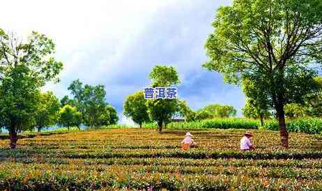 普洱茶金孔雀系列：详细介绍与产品种类