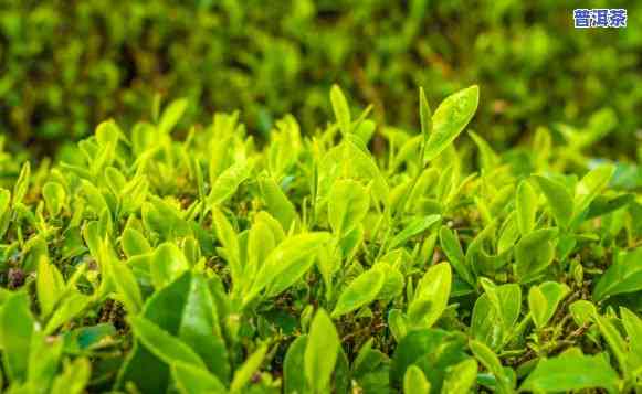 普洱茶苗需要什么土壤才能种-普洱茶苗需要什么土壤才能种植